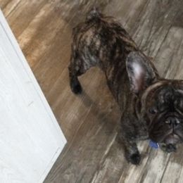 French Bulldogs from Ray's Frenchies