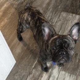 French Bulldogs from Ray's Frenchies