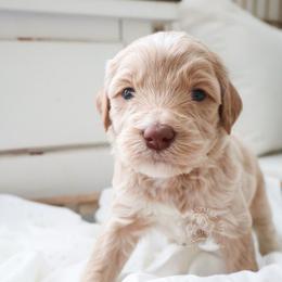 Stirrup - Cream male Goldendoodle puppy in Savannah, Georgia from Vino and Vespa Doodles