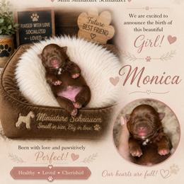 Mónica - Liver female Miniature Schnauzer puppy in Miami, Florida from Chiquiticos Shnauzers
