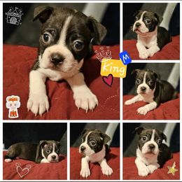 King, Choice Male 1 of 5 - Boston Terrier puppy from Boston Collections