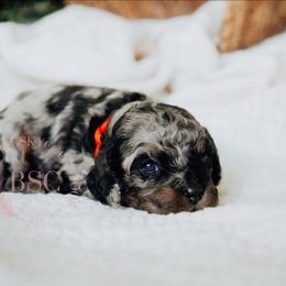 Red boy - Merle male Cockapoo puppy in Missoula, Montana from Big Sky Cockapoos