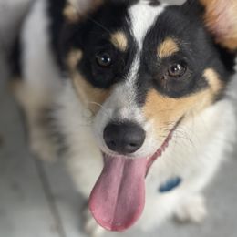 Schlitz - Pembroke Welsh Corgi