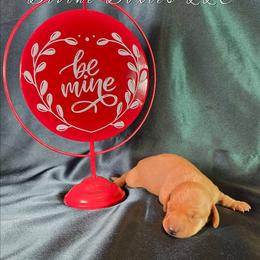 Remington - Red male Dachshund puppy in Kansas City, Missouri from Divine Doxies LLC