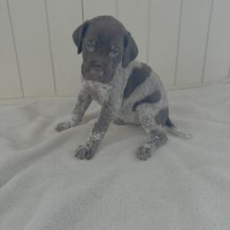 Daisy - Liver roan female German Shorthaired Pointer puppy in Ohio from Eric and Michelle's GSP