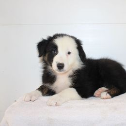 Daniel - Black tri-color male Australian Shepherd puppy in Honey Brook, Pennsylvania from New Adventures Puppies