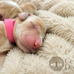 Cindy Bear - Apricot female Goldendoodle puppy in Rocky Point, North Carolina from CelticDoods