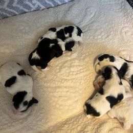 Cavalier King Charles Spaniel, Cavapoo, Maltipoo, and Poodle Puppies from Lainy's Cottage Puppies
