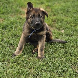 German Shepherd Puppies from Von Thomson Haus