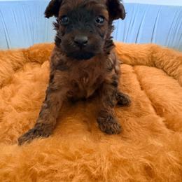 Milo - Sable male Poodle puppy in Apex, North Carolina from Happy puppies