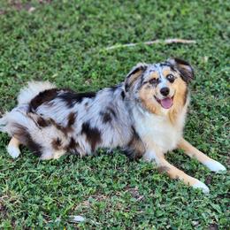 Riley Ann - Blue merle female Miniature Australian Shepherd puppy in Harker Heights, Texas from Comfy Cozy Kennel
