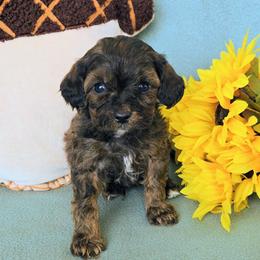 Casper - Sable male Cavapoo puppy in Blackfoot, Idaho from Rocky Desert Goldens and Cavaliers