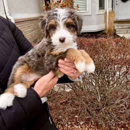 Rue - Blue merle female Bernedoodle puppy in Idaho from Bernese By Barzees