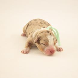Chick - Red merle female Australian Shepherd puppy in Placerville, California from BFF Aussies