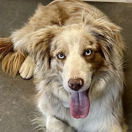 Opal - Border Collie