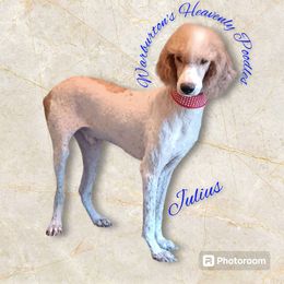 Julius - Poodle puppy from Warburton's Heavenly Poodles