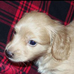 Cream girl - Cream female Dachshund puppy in Early, Texas from The Jewelry Dox