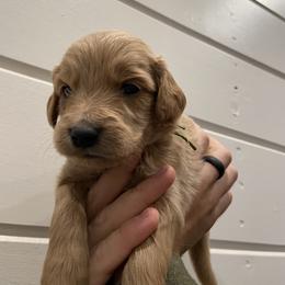 Goldendoodle Puppies from Our Golden Willow
