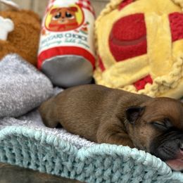 Ifrit - Fawn and white male Staffordshire Bull Terrier puppy in Houston, Texas from Breaking Bad Staffords