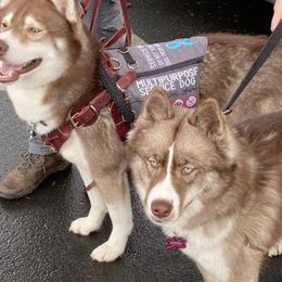Siberian Huskies from WolfCreek Siberians