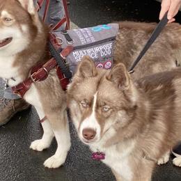 Siberian Huskies from WolfCreek Siberians