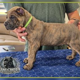 Thor - Gray brindle male Cane Corso puppy in Warren, Ohio from Northeast Ohio Cane Corso
