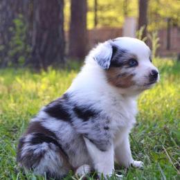 Miniature Australian Shepherds from Rafter JM Aussies