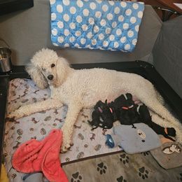 Poodle Puppies from Lido Rose C