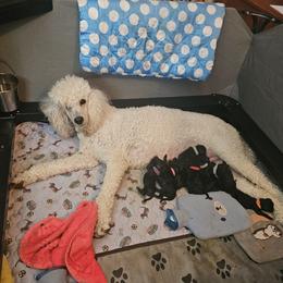 Poodle Puppies from Lido Rose C