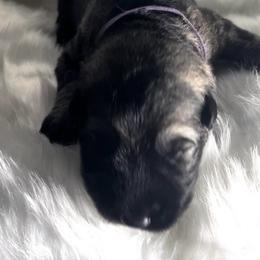 Thorn - Gray sable male Shiloh Shepherd puppy in Griffin, Georgia from Orchard Hills Shilohs