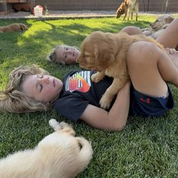 Golden Retriever Puppies from RuTess Goldens