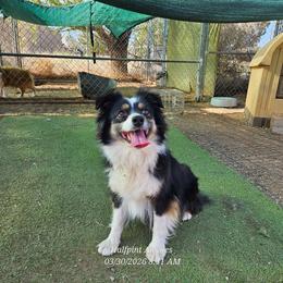 Cricket - Black tri female Miniature Australian Shepherd puppy in Snowflake, Arizona from Halfpint Aussies