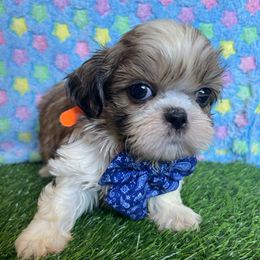 Jeremiah - Gold and white male Shih Tzu puppy in Hemet, California from Aloha Shih Tzu
