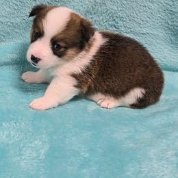 BOOMER - Sable male Pembroke Welsh Corgi puppy in Walker, Iowa from Double K Corgis