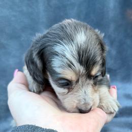 Female 1 - Dapple female Dachshund puppy in Martinsville, Virginia from Rea's Doxies