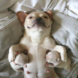 French Bulldog Puppies from Short Leg Frenchies