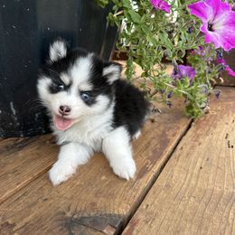 Brooklyn - Black female Pomsky puppy in Mc Minnville, Oregon from West Coast Pomskies