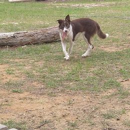 Riley - Border Collie