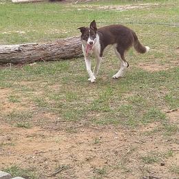 Riley - Border Collie