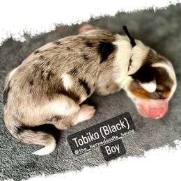 Bernedoodle Puppies from The Bernedoodle House