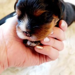 Cavalier King Charles Spaniel Puppies from Diamond Rose Cavalier LLC
