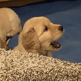 Flat-Coated Retriever and Golden Retriever Puppies from LaDean Faris
