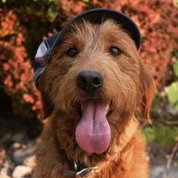 Goldendoodles from KD Doodles