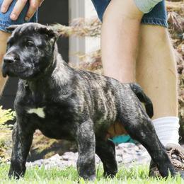 Black Collar - Tiger male Perro de Presa Canario puppy in Pocahontas, Illinois from Cabeza Grande Kennel
