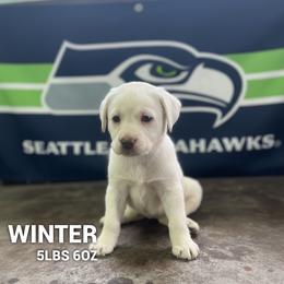 Winter - Yellow female Labrador Retriever puppy in Puyallup, Washington from 12 Door Farm Labradors