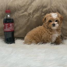 Riley - Apricot female Yorkipoo puppy in Oakland, Kentucky from Imperial Dogs