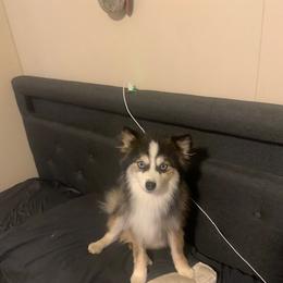 Brownie - Pomsky