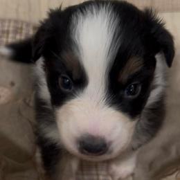 Kazoo - Black tri-color male Australian Shepherd puppy in Bennett, Colorado from Alolan Angel Aussies