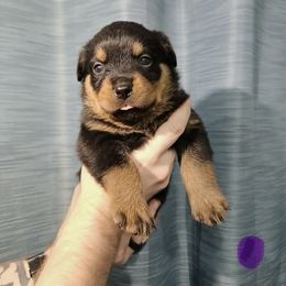 Purple girl - Black and tan female Rottweiler puppy in Kansas City, Missouri from KC Rottweiler Kingdom