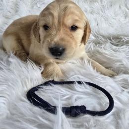 Blue - Trigger - Golden male Golden Retriever puppy in Puyallup, Washington from Daffodil Valley Goldens